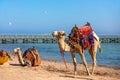 A friendly camels with a colorful saddles on the beach in Sharm El Sheikh, Egypt Royalty Free Stock Photo